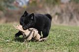 SCHIPPERKE 780